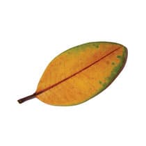 La Fine Non è La Fine (Remastered)