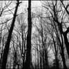 Watching Trees (1986)