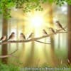 Little Birds Singing in the Morning, Harmony of Nature