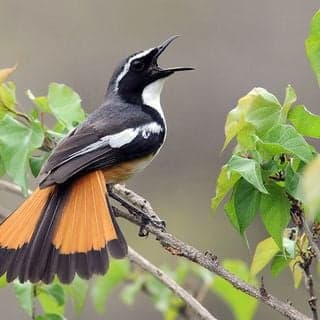 Birds Song-Sounds Of Nature